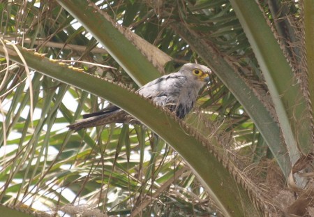 Grey Kestrel Kotu Gambia